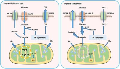 Metabolic Reprogramming of Thyroid Cancer Cells and Crosstalk in Their Microenvironment